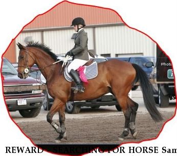 REWARD - SEARCHING FOR HORSE Sam  $1000 REWARD Near Cave Creek, AZ, 85331